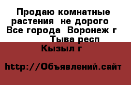 Продаю комнатные растения  не дорого - Все города, Воронеж г.  »    . Тыва респ.,Кызыл г.